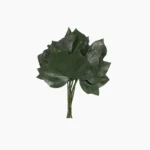 برگ پیچک تثبیت شده