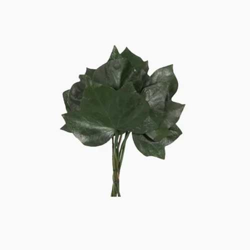 برگ پیچک تثبیت شده
