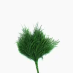 سرخس تیکی تثبیت شده