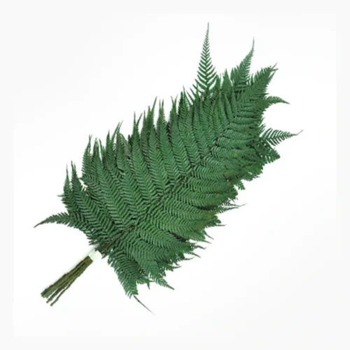 سرخس چوبی تثبیت شده