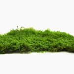خزه تخت تثبیت شده