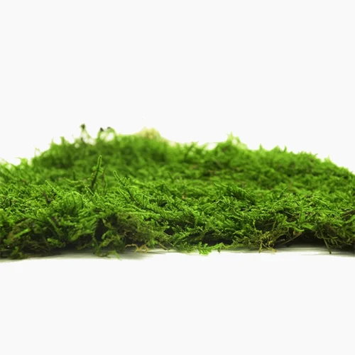 خزه تخت تثبیت شده